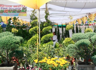सस्तोमा २५ रूपैयाँ र महङ्गोमा डेढ लाख बढीका विरुवा, घरकालाई परामर्श सेवा उपलब्ध