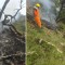 उत्तराखण्डमा भएकाे हेलिकाेप्टर दुर्घटनामा पाइलट र बालकसहित सात जनाको मृत्यु
