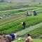 कृषि जग्गामा महिलाको पहुँच ३४.४ प्रतिशत, सबैभन्दा बढी गण्डकी प्रदेशमा