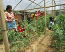 पोखरामा किसानका लागि एकीकृत शत्रुजीव व्यवस्थापन (आइपिएम) पाठशाला_img