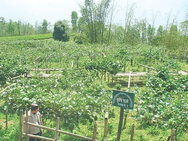 किबी जोनका लागि इलाम क्षेत्र छनोट