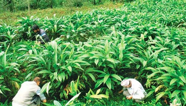 अलैँची बिक्री गरेर २० करोड आम्दानी