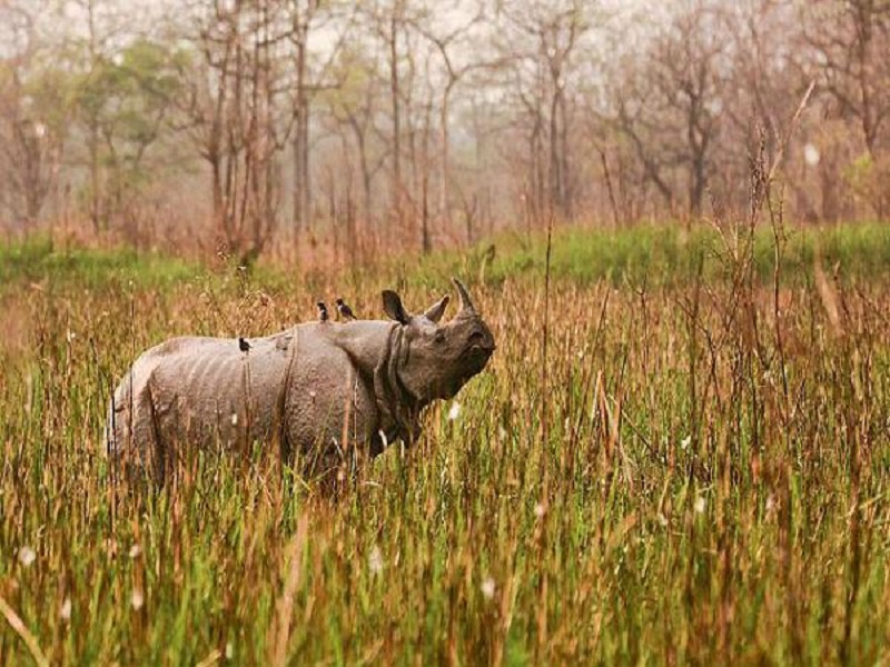 एकसिँगे गैंडा गणना अन्योलमा