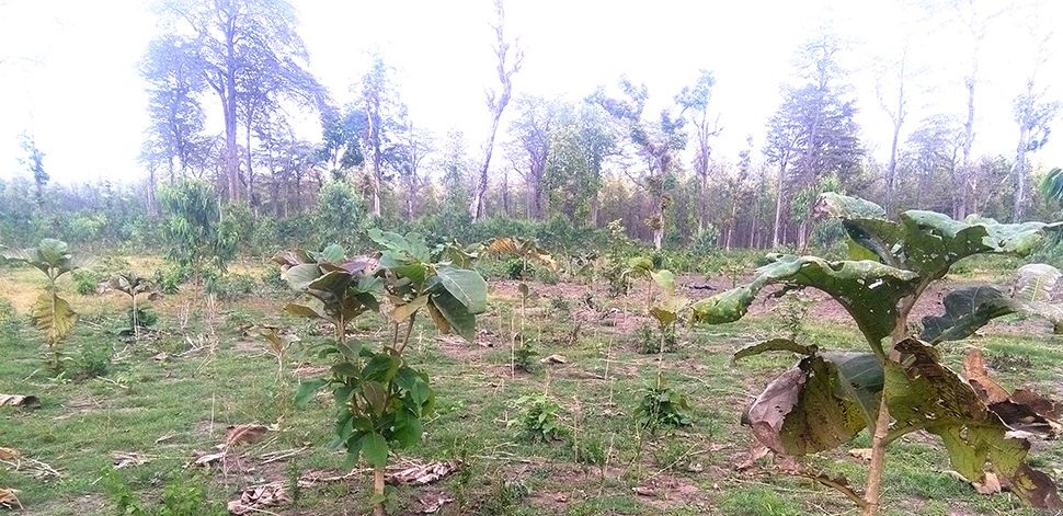 वृक्षरोपणका नाममा अनियमितता