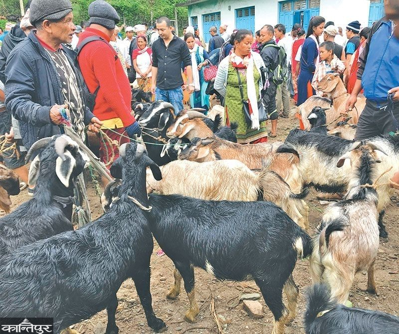 निजीभन्दा खाद्यका खसीबोका सस्ता