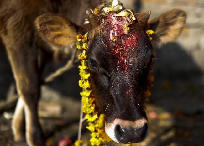 तिहारको चौँथो दिनः आज गोरु, गोवर्द्धन र हली पूजा