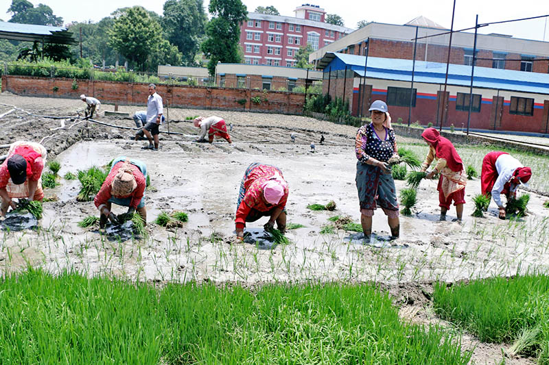 असार सकिन लाग्दा पनि कर्णालीमा ६० प्रतिशतमात्रै रोपाइँ