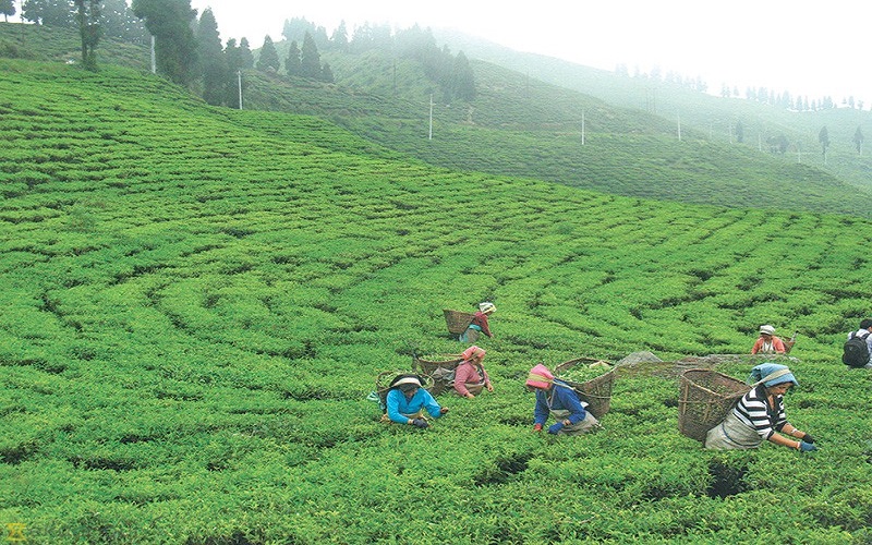 चियापत्तीको मूल्य उचित नभएको किसानको गुनासो