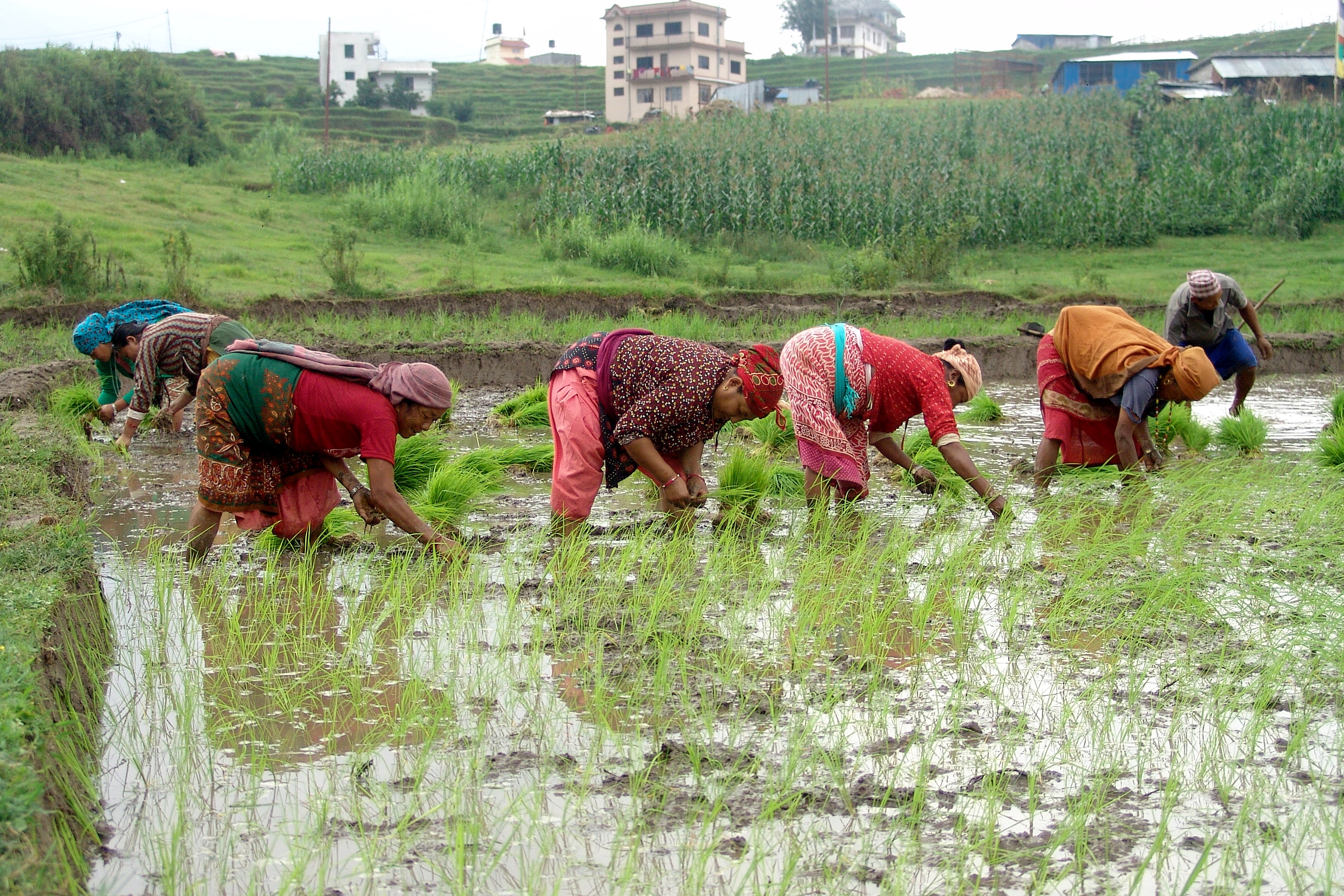 ११ महिनामा ३१ अर्बको चामल आयात