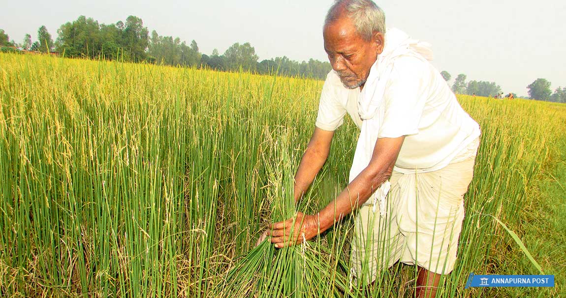 गवारो रोगको प्रकोपले धान बालीमा असर