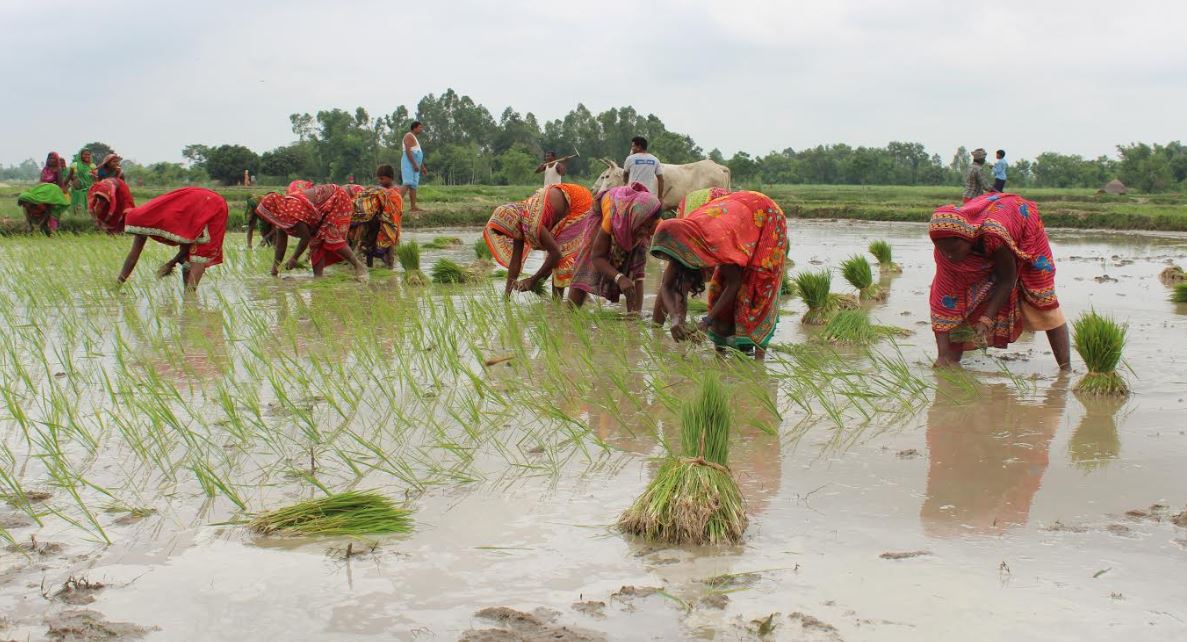 प्रदेश १ मा ८२.५१ प्रतिशत रोपाइँ सकियो