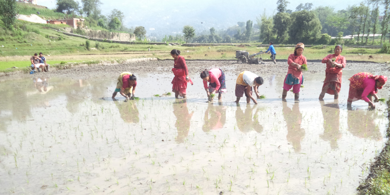 जाजरकोटको ३ हजार  ७ सय ६३ हेक्टर क्षेत्रफलमा ७० प्रतिशत रोपाइँ सकियो