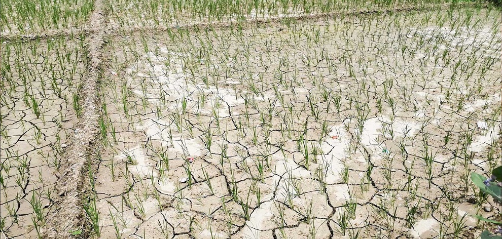 पानीको अभावका कारण बाल्टीको भरमा खेती