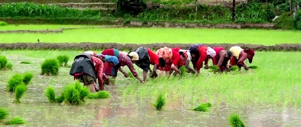 मुलुकभर ९२ प्रतिशत रोपाइँ