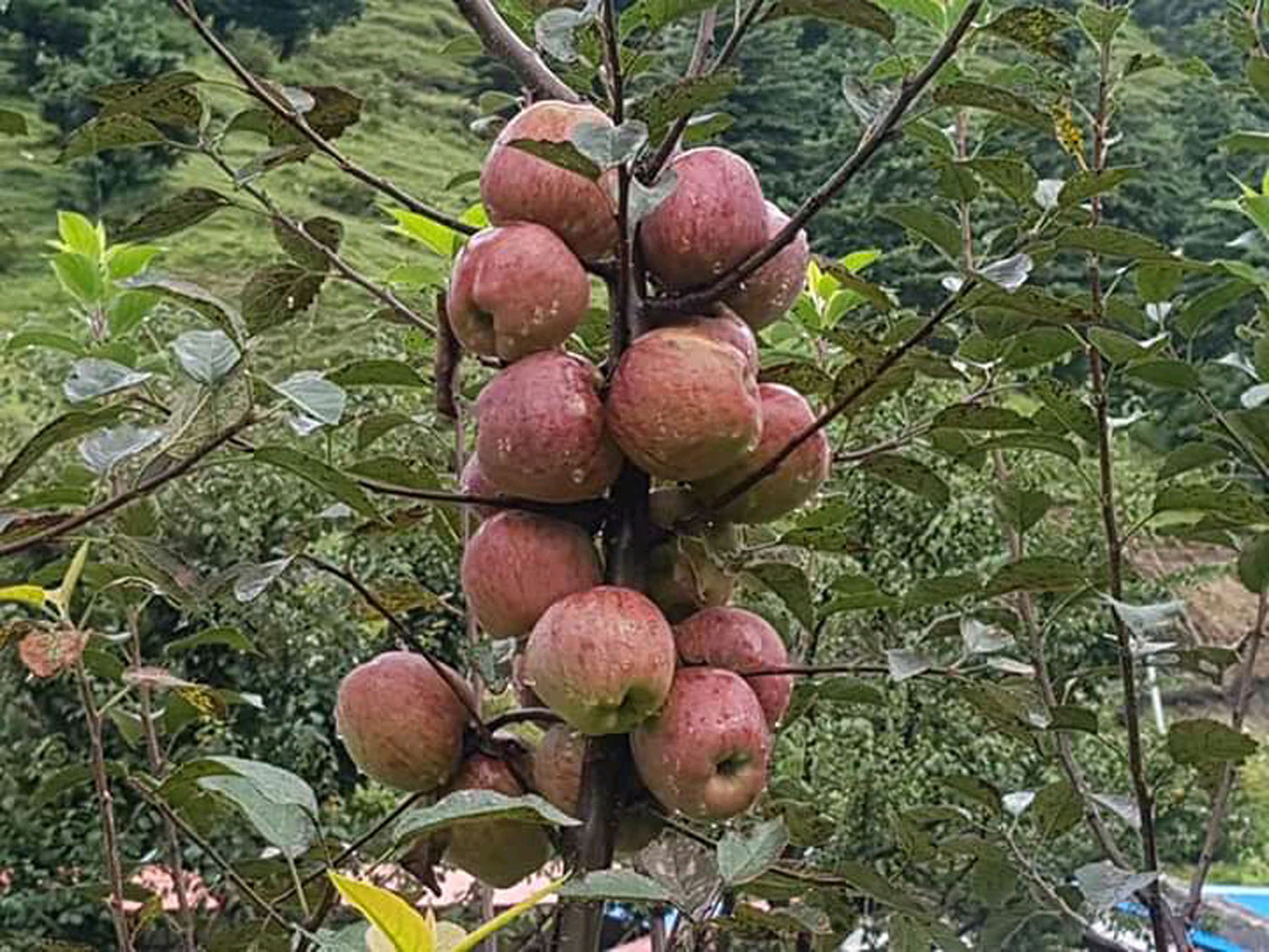 मनाङको स्याउ विश्व बजारमा