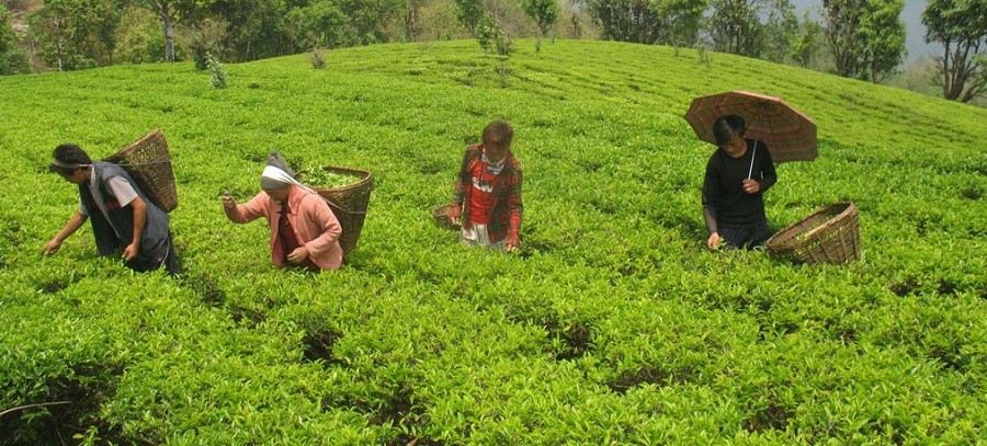 चिनियाँ व्यवसायीले माग गरे एक लाख किलो चिया