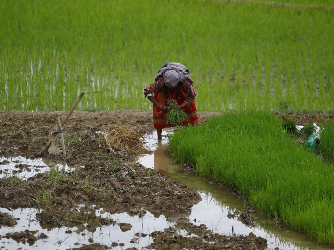 नेपालमा यस वर्ष हालसम्मकै सबैभन्दा बढी क्षेत्रफलमा धान रोपाइँ