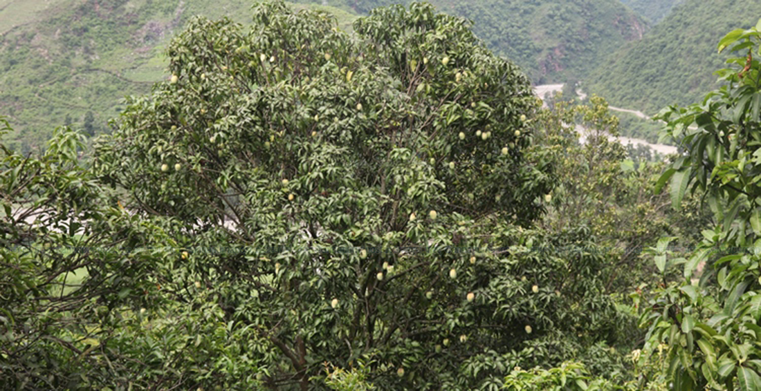 यातायात तथा बजार व्यवसाय नखुल्दा उत्पादन भएका कुषिजन्य वस्तु तथा आँप बारीमै कुहिन थाले