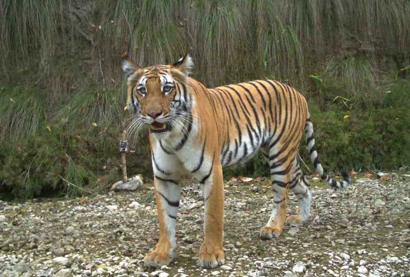 बाघको आक्रमणबाट रौतहटमा १ जनाको मृत्यु