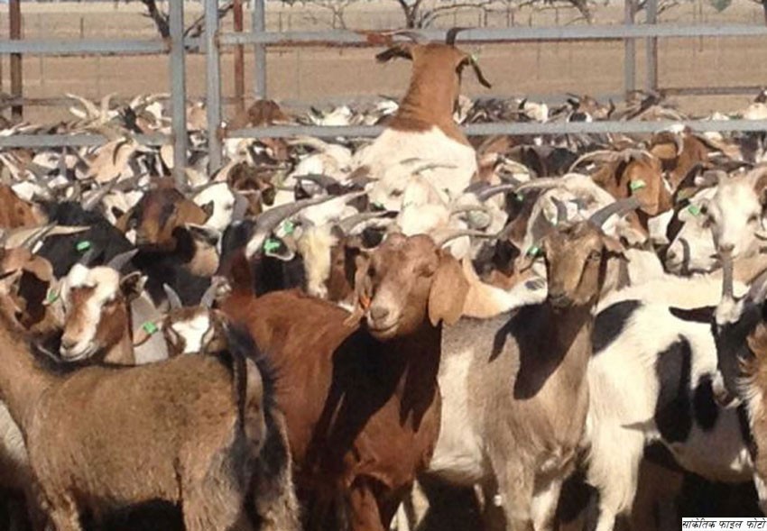 खाद्यका खसीबोका २ दिनमै सकिए, थप १ हजार ल्याइँदै