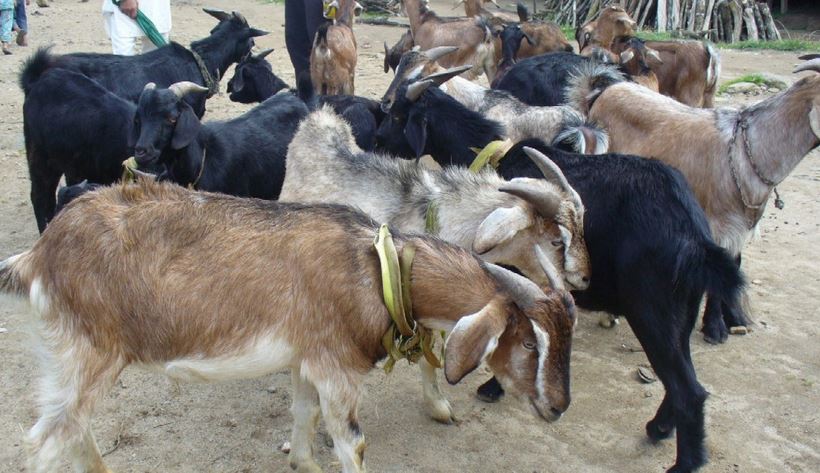 खसीबोका बिक्री नहुँदा चाडबाड खल्लो