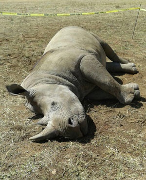 दुई महिनामा ५ गैंडा मरे