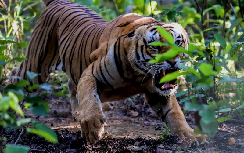 भारतमा बाघको सङ्ख्या ३ हजार ६०० भन्दा बढी