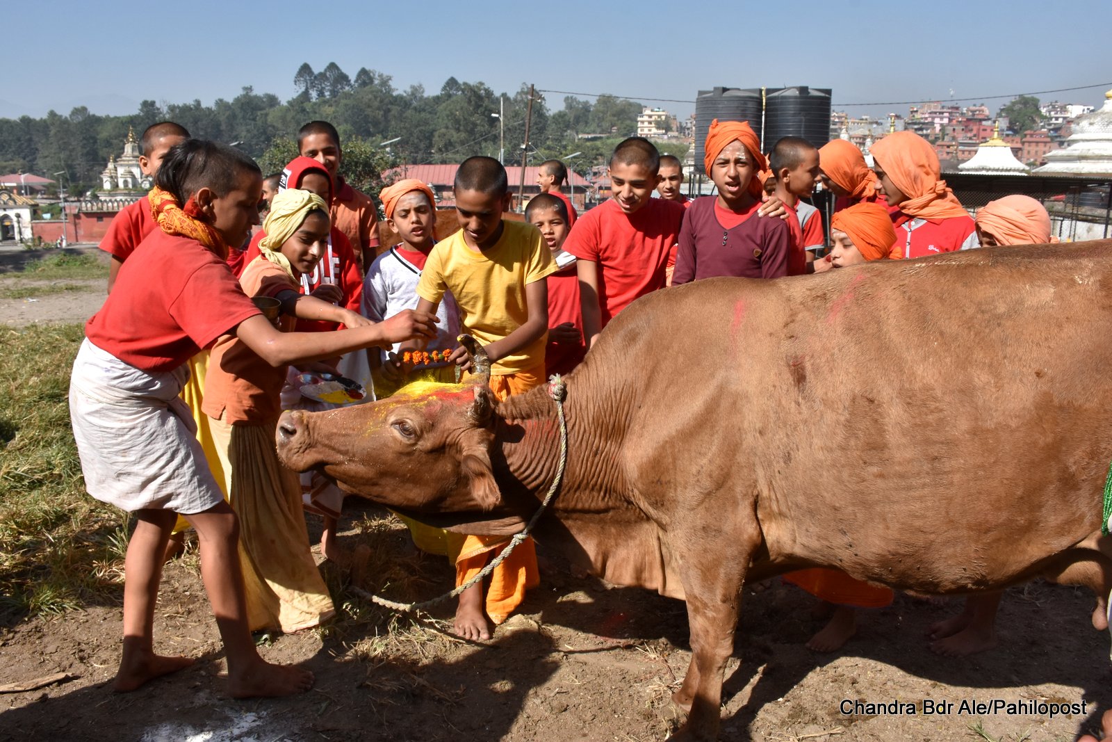 यमपञ्चकको तेस्रो दिन आज गाई पूजा