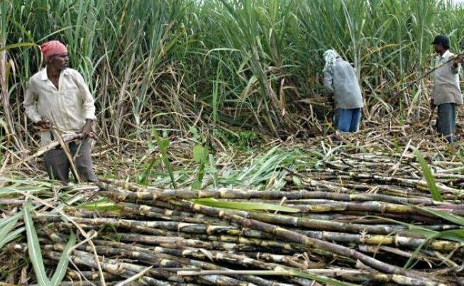 सस्तोमा उखु बेच्न बाध्य सर्लाहीका किसान