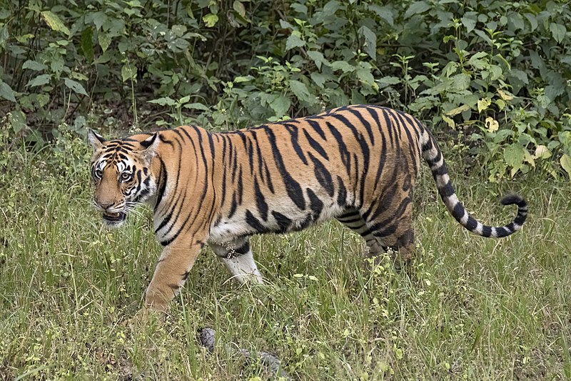 पिसाव फेर्न जंगल बसेका पुरुषलाई बाघले लगेको आशंकामा खोजी सुरु