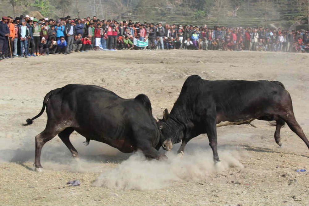 नुवाकोटको तारुकामा गोरु जुधाइ कार्यक्रममा झडप