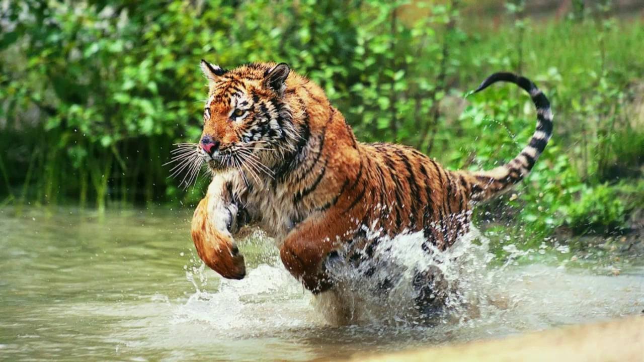 बाघको आक्रमणबाट बर्दियामा हालसम्म ८ जनाको मृत्यु