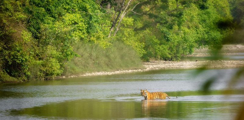 वन्यजन्तुको असफल स्थानान्तरण