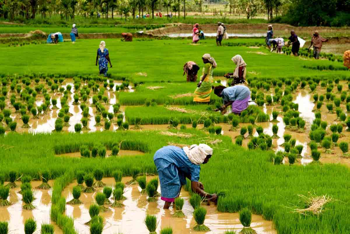 लुम्बिनी प्रदेशको जिडिपीमा कृषि ३०.१, उद्योग, १५.४ र सेवा क्षेत्रको योगदान ५४.५ प्रतिशत