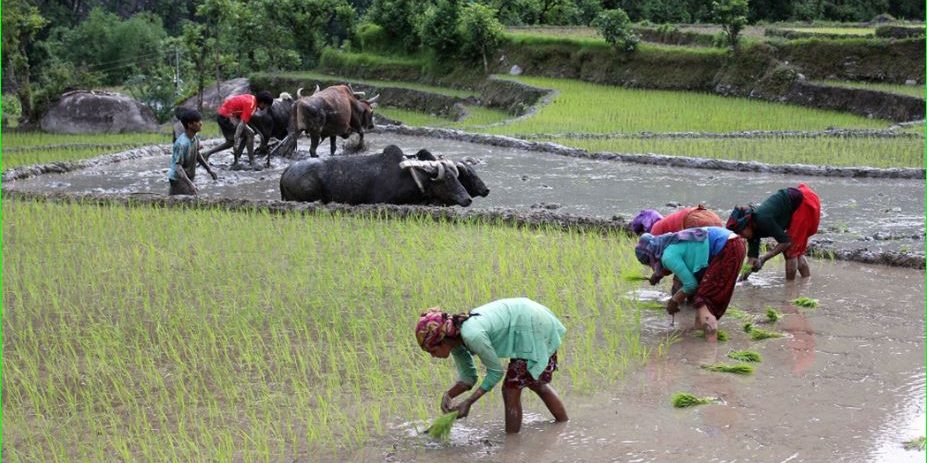 ‘फोटो खिचेर मात्र बढी धान फल्दैन’