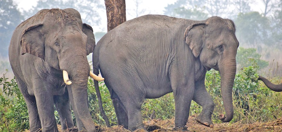 कोसी टप्पुमा मायापिरती गाँस्दै हात्ती