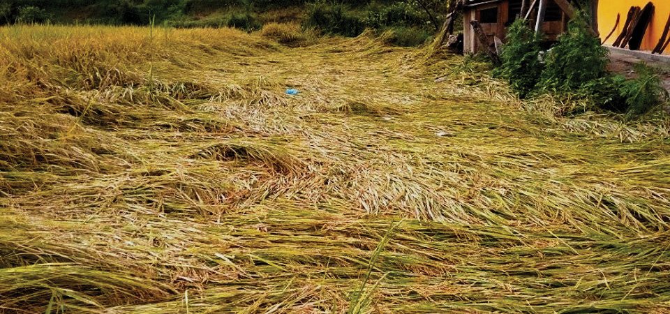 मन्त्रिपरिषद् बैठक : धानबाली क्षति भएका किसानलाई ६५ प्रतिशतसम्म राहत