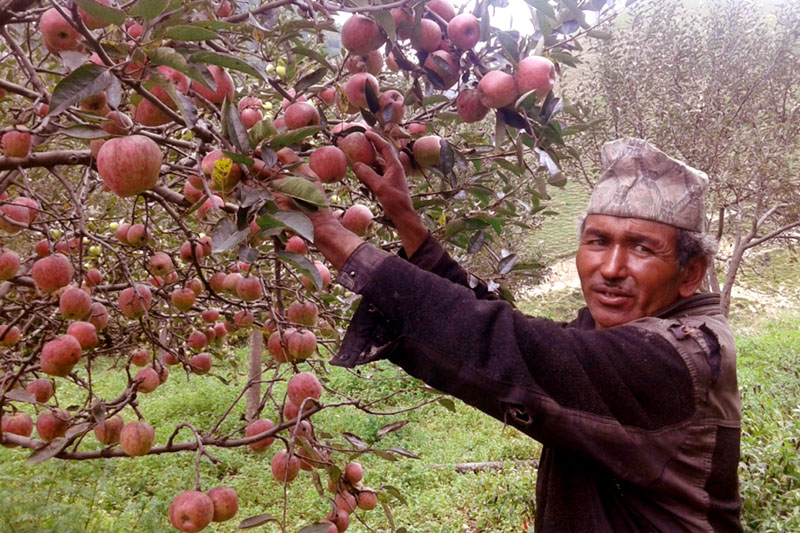 सडक अभावले गोरखामा कुहिँदै करोडौँको स्याउ, बजार ल्याइदिन सरकारसँग माग