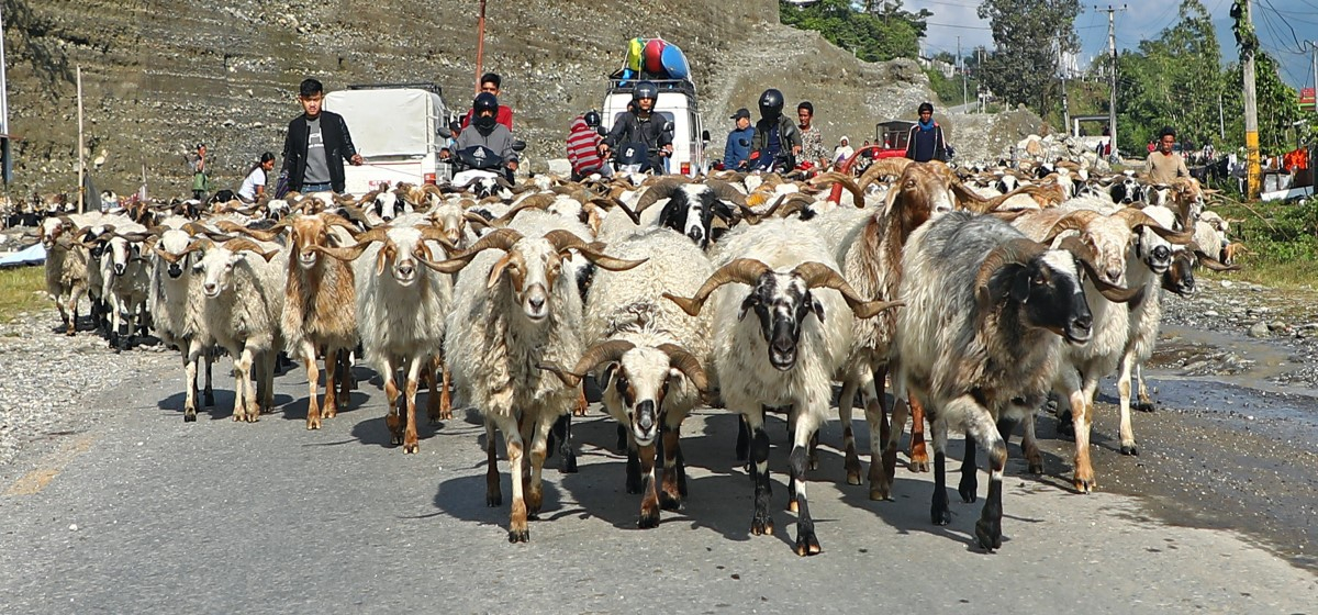 च्याङ्ग्राको माग पनि उच्च, मूल्य पनि उच्च