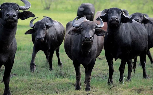 भारतबाट ल्याएको मुर्रा राँगोः भैँसीको नश्ल सुधारका लागि विशेष योगदान