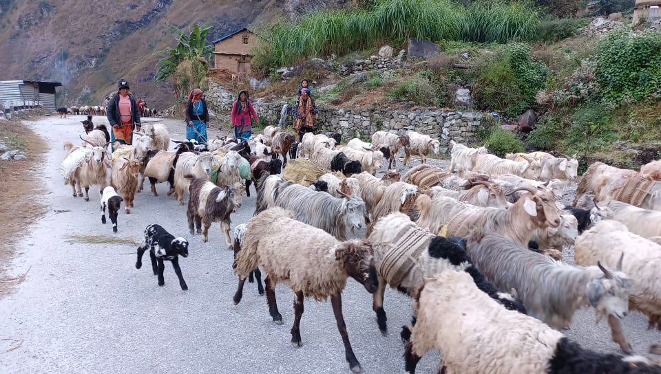 चिसो बढेपछि बेसीतिर झर्न थाले बाजुराका स्थानीय