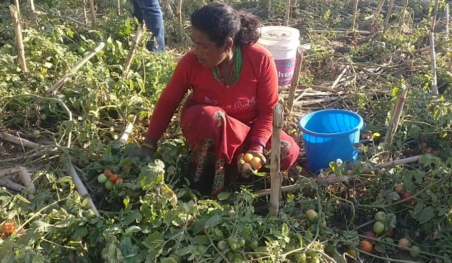 डडुवा, रानीटार र झुलेटारका घरघरैमा व्यावसायिक तरकारी खेती