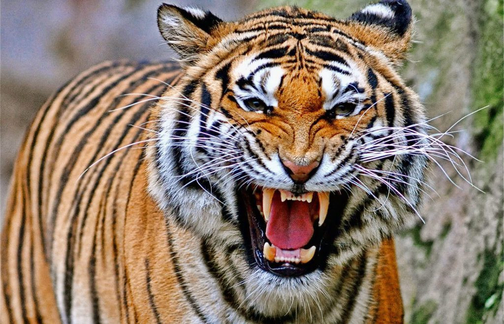 १० वर्षमा शुक्लाफाँटामा तीन गुणाले बढे बाघ