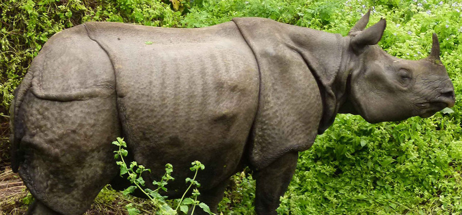 गैंडाको खागसहित तीन जना पक्राउ