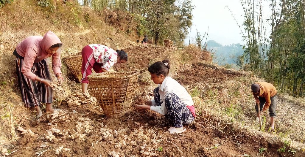 चालू वर्षको पहिलो चार महिनाः कृषिजन्य वस्तुको निकासी र आम्दानी घट्यो