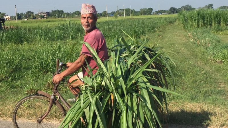 नेपालसँग घाँस किन्दै चीन, साना उत्पादकलाई लाभ