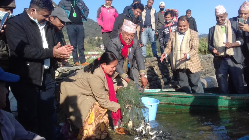 फेवातालमा माछाका १६ हजार भुरा छाडियो