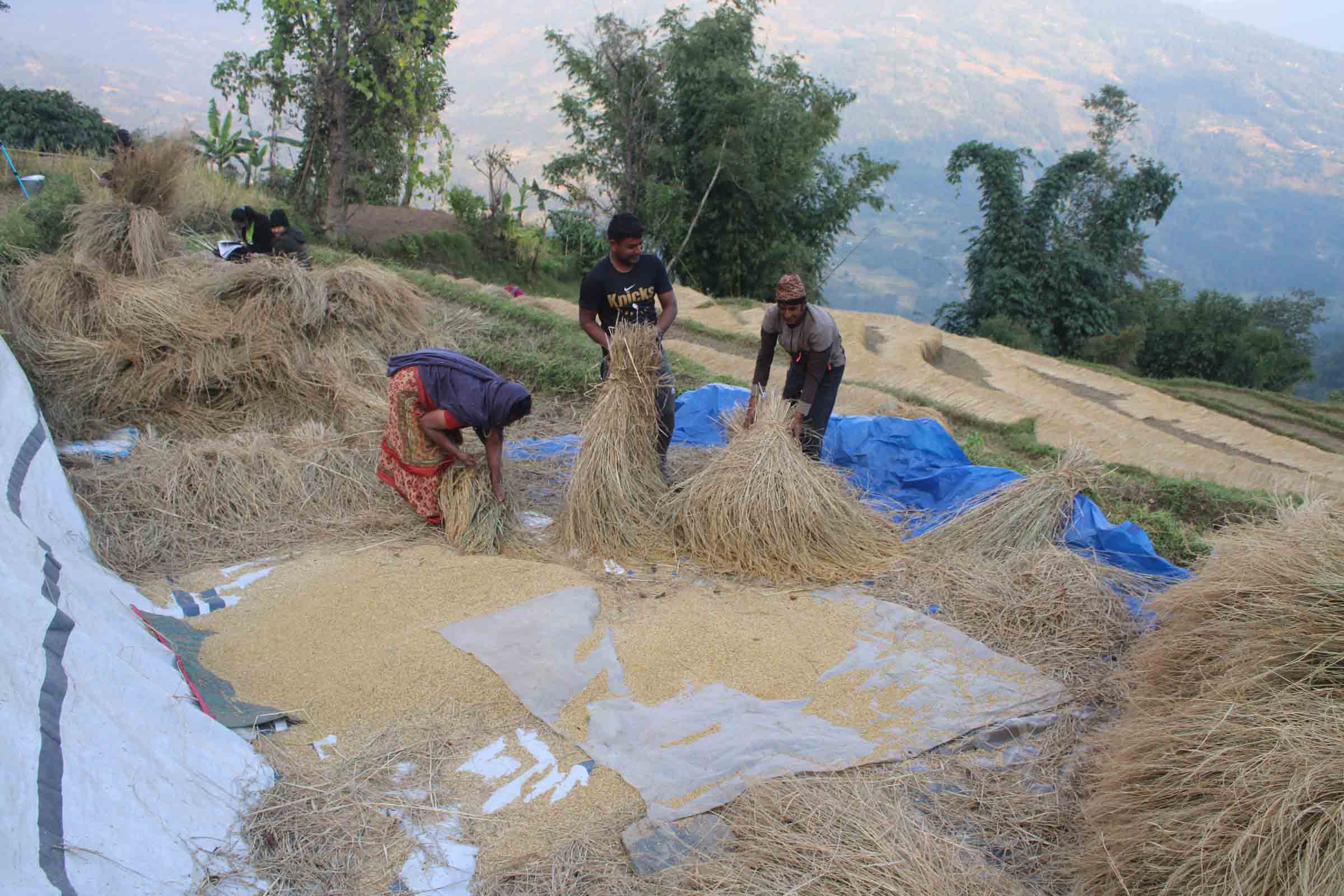 खाेटाङमा धान उत्पादन घट्यो, अघिल्लाे वर्षभन्दा साढे चार हजार मेट्रिक टन कम