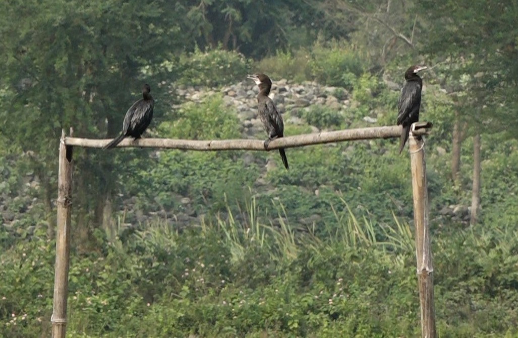 कोशी टप्पुमा नयाँ प्रजातिका चरा आउने क्रम बढ्दो, संख्या भने बर्सेनि घट्दो