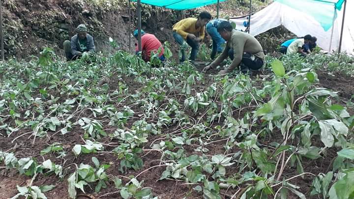 लोपोन्मुख जडीबुटी सतुवा खेतीमा युवाको आकर्षण